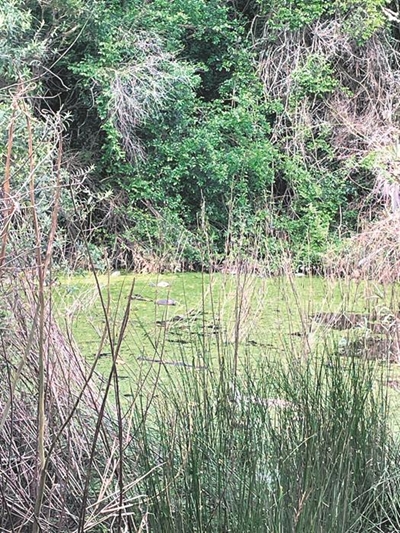 Weevils in dam to curb Kariba weed flare-up