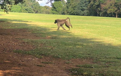 Daily news update: Baboon on the loose, 4 SA expats safe after Moz attack