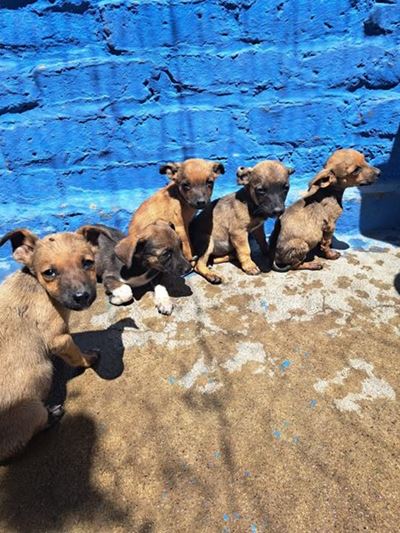 Graws' future in our hands - please adopt and donate