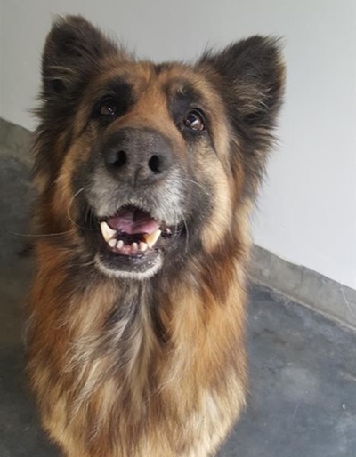 Dogs for adoption at the SPCA