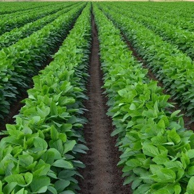 France bans widely-used herbicide