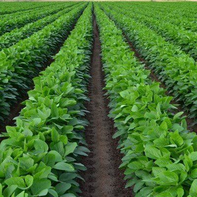 France bans widely-used herbicide