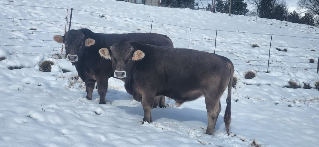 Winter Wonderland Alert!