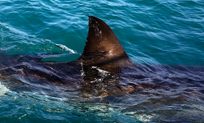 Shark spotted: Central beach closed