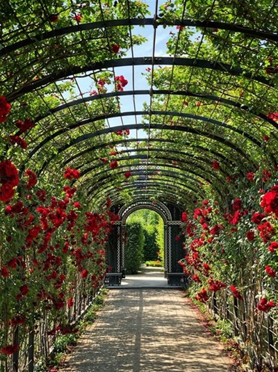 The timeless beauty of roses