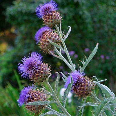 Taste your edible garden