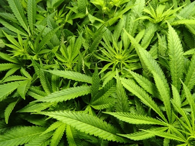 Cannabis: The legalities