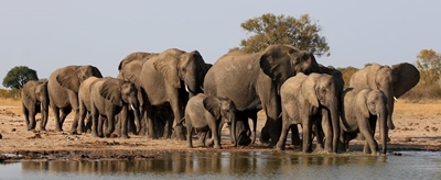 Southern African countries push to be allowed to trade in ivory