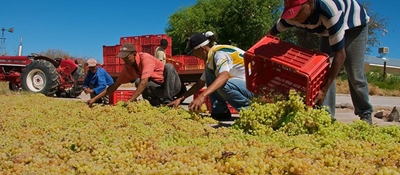 Working together yields profits for Keimoes farmers