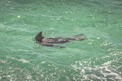 Tests being conducted after seal attacks