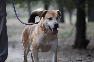 Tails wagging in waiting at Odin
