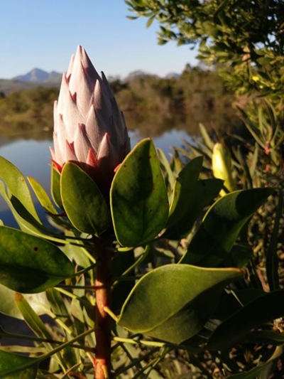 Garden Route Botanical Garden reopens