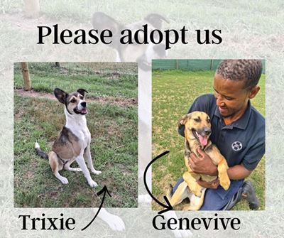 Two special girls still waiting for their forever homes  