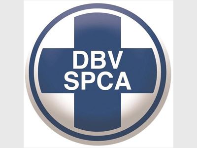 Maggots infest injured dogs