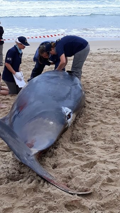 Update: Beached True's beak whales