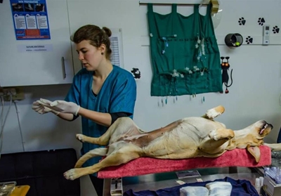 Nog 'n Spay-a-Thon agter die rug