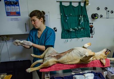 Nog 'n Spay-a-Thon agter die rug