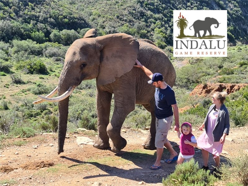 WIN A WALK WITH THE INDALU GAME RESERVE ELEPHANTS TO THE VALUE OF R800
