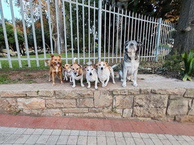 WATCH: Mossel Bay dogs enjoy play date, sleepover