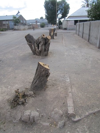 Aberdeen residents complain about trees