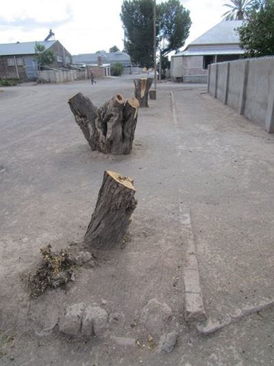 Aberdeen residents complain about trees
