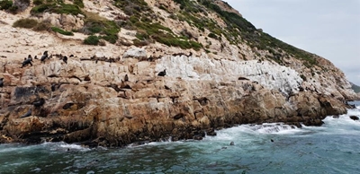 Plettenberg Bay seal reproduction rising