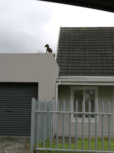 Die hond wat graag op die dak kuier