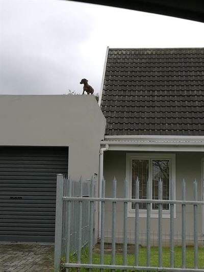 Die hond wat graag op die dak kuier