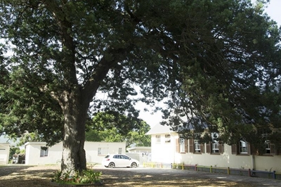 Old tree watches over little ones