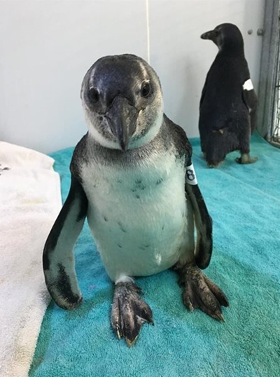 Look out for young African penguins on local beaches