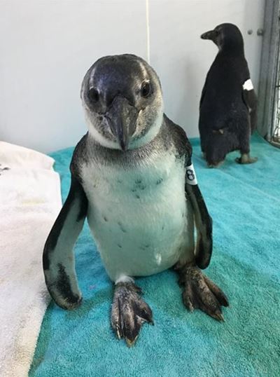 Look out for young African penguins on local beaches