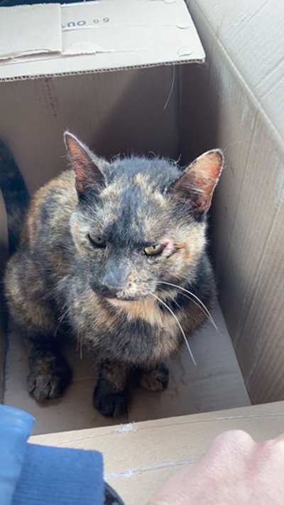 Looking for owner of cat