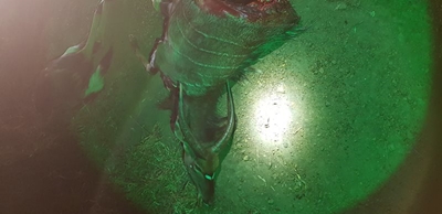 6 arrested following poaching incident at Thula Thula Private Game Reserve