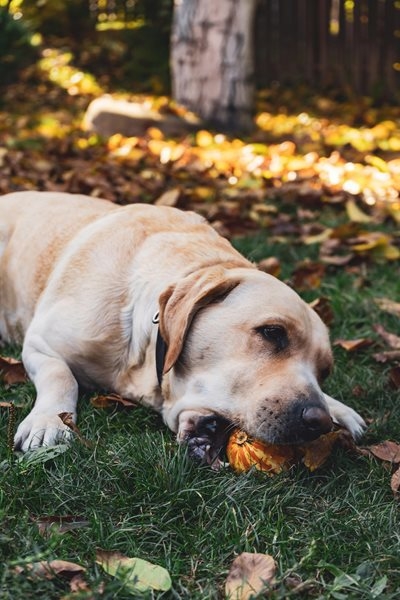 Why does my dog eat poop, and how can I stop the behaviour?