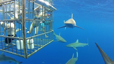Shark cage operators thrilled with ruling