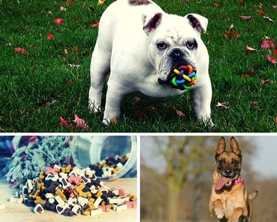3 brain games to play with your dog