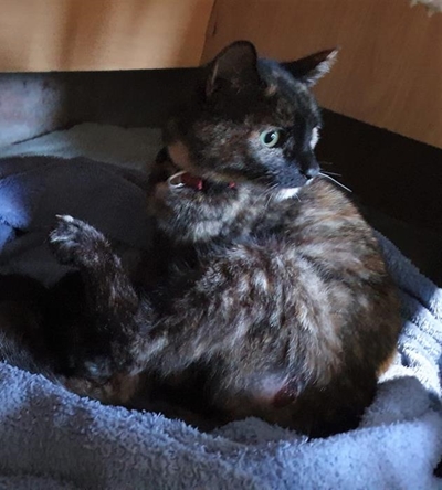 Help solve the Macavity mystery