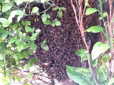 'Buzzzzzy' day at Knysna-Plett Herald