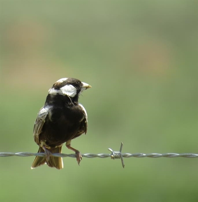 Birders spot 63 species