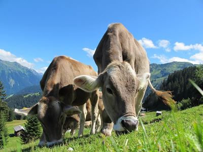 FMD outbreak: Farmers urged to be on high alert