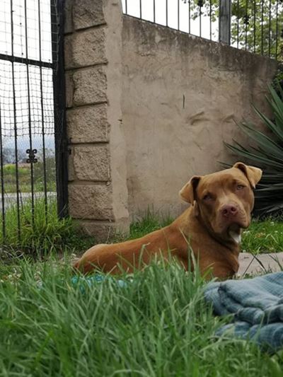 Dog theft increasing in George