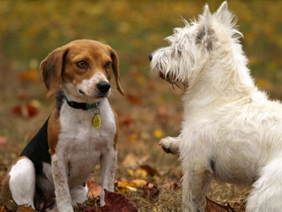 Introducing your dog to a new dog or puppy