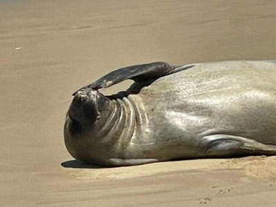 Watch: A gentle giant on tour – SA’s surprise visitor from the Southern Ocean