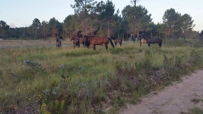 Kranshoek horses cause mayhem