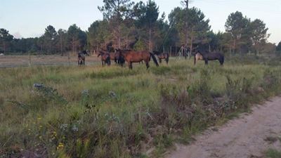 Kranshoek horses cause mayhem