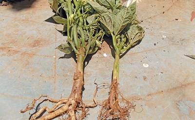 Bean pests & soil diseases