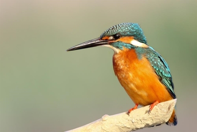 What do a kingfisher and a bullet train have in common?