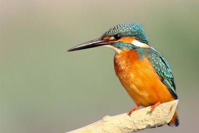 What do a kingfisher and a bullet train have in common?