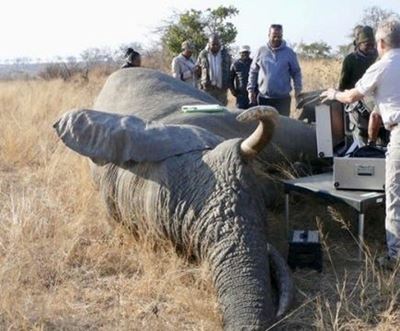Tuberculosis tests of KNP elephants is a jumbo task