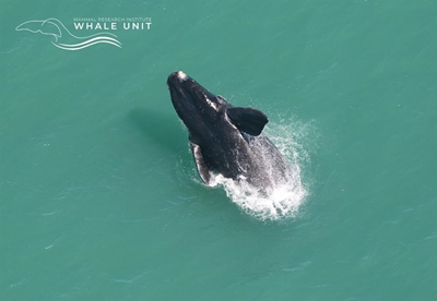 Whales galore…